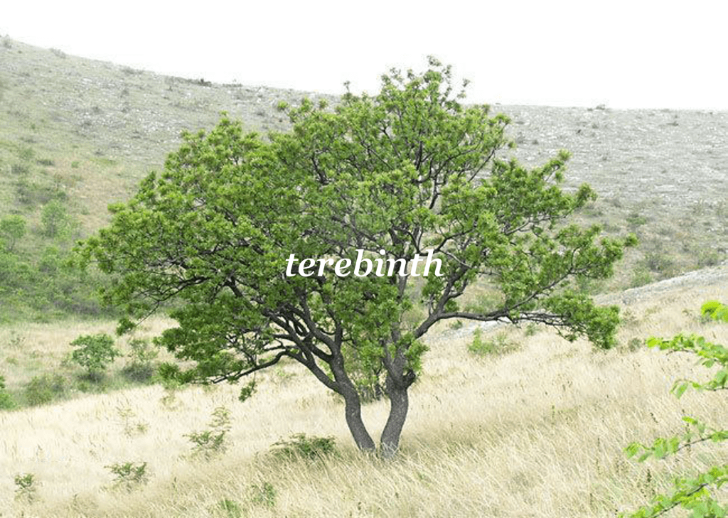 Pre-release: terebinth v0.1.0-alpha.2